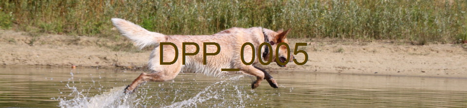 DPP_0005