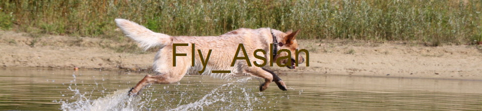 Fly_Aslan