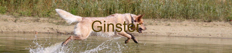 Ginster